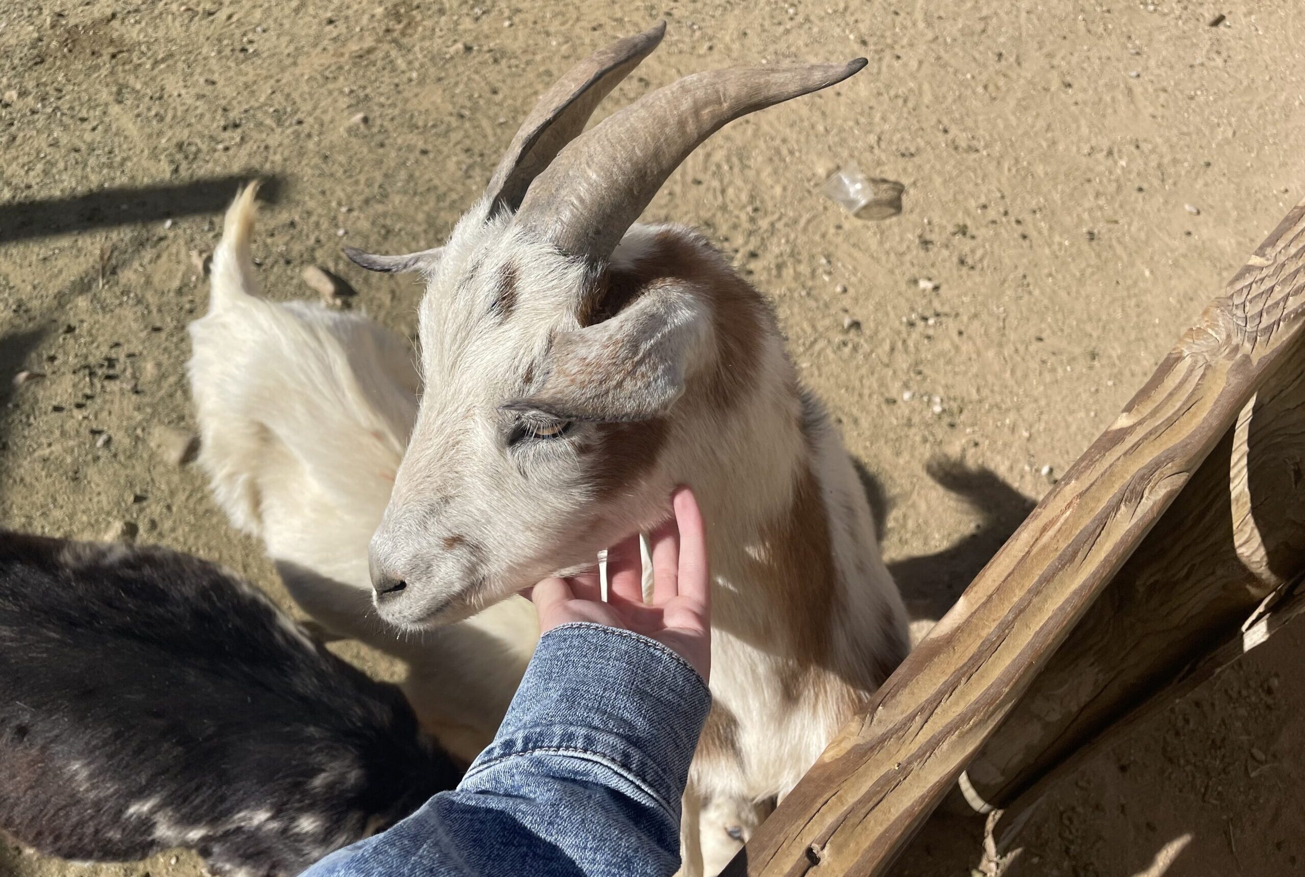 Cute, Furry, and Funny... Feet? Takes on Tucson